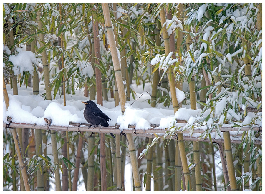 雪竹乌鸫.jpg