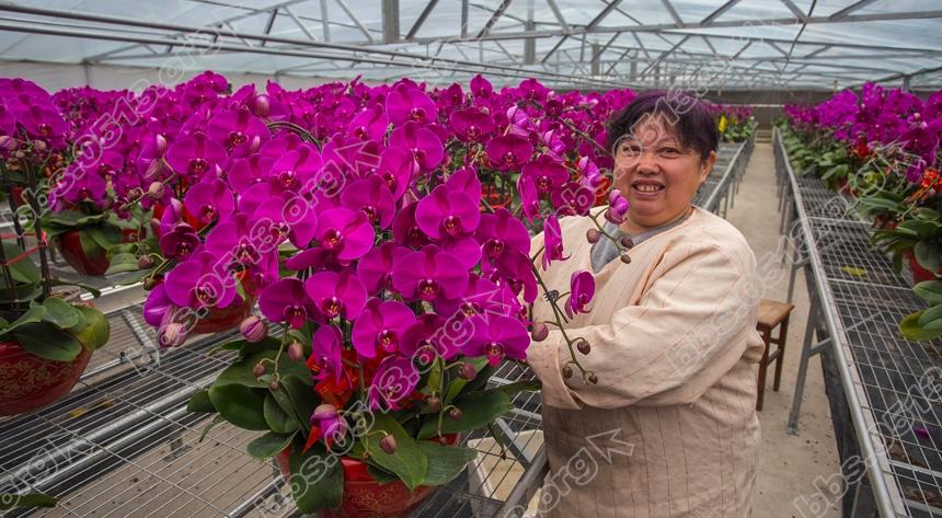 南通蝴蝶兰 春节走进千万家 (1).jpg