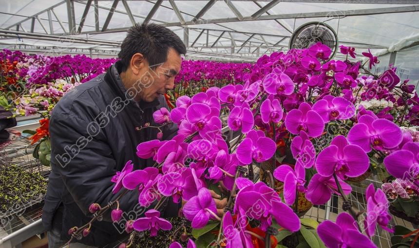 南通蝴蝶兰 春节走进千万家 (2).jpg