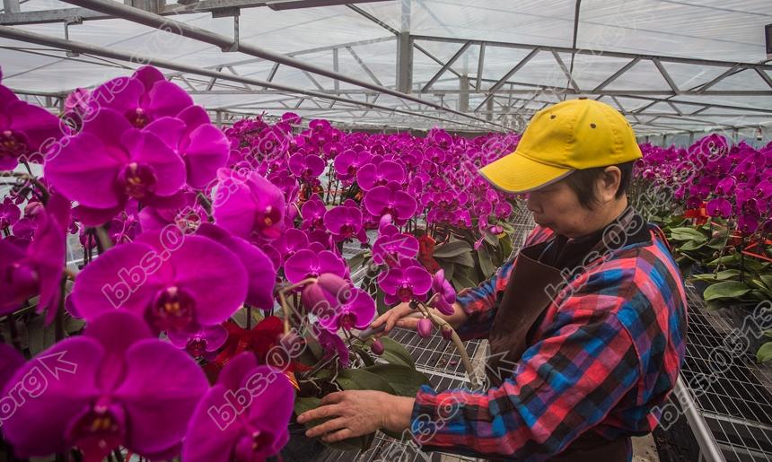 南通蝴蝶兰 春节走进千万家 (3).jpg