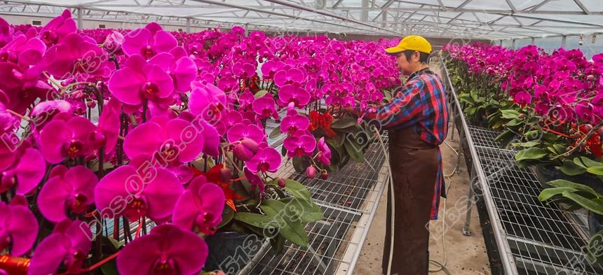 南通蝴蝶兰 春节走进千万家 (4).jpg