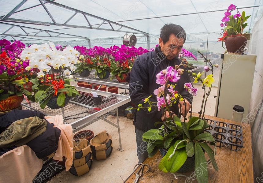 南通蝴蝶兰 春节走进千万家 (5).jpg