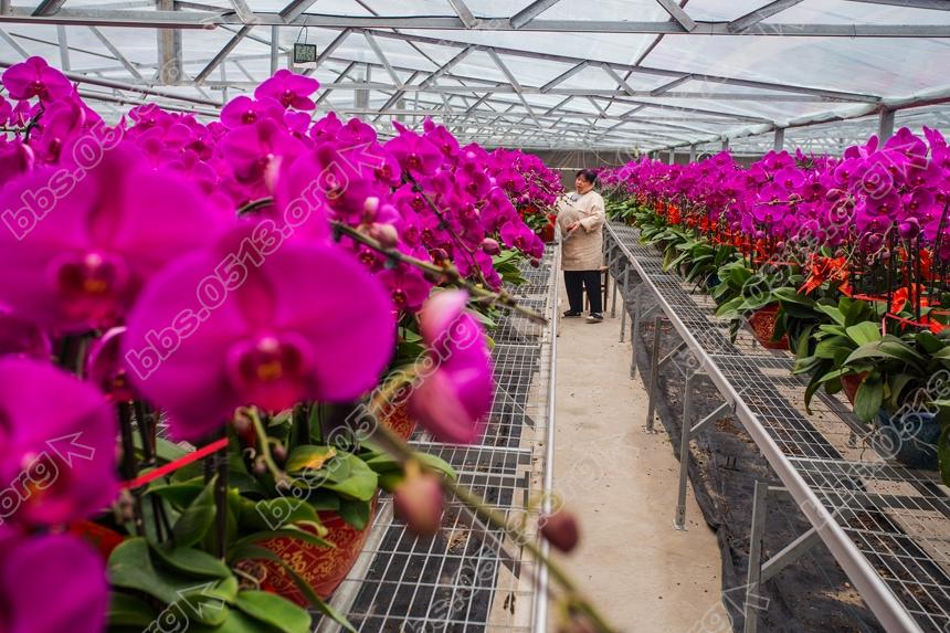 南通蝴蝶兰 春节走进千万家 (6).jpg
