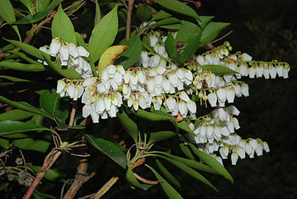 迷失在早春东京的植物之海