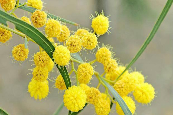 迷失在早春东京的植物之海