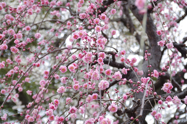 迷失在早春东京的植物之海