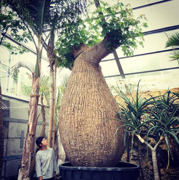 迷失在早春东京的植物之海