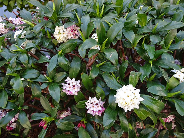迷失在早春东京的植物之海