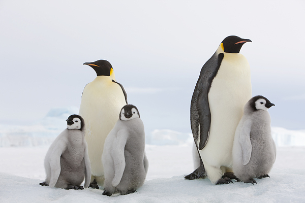 观世界| 经历一次南极雪景的洗礼