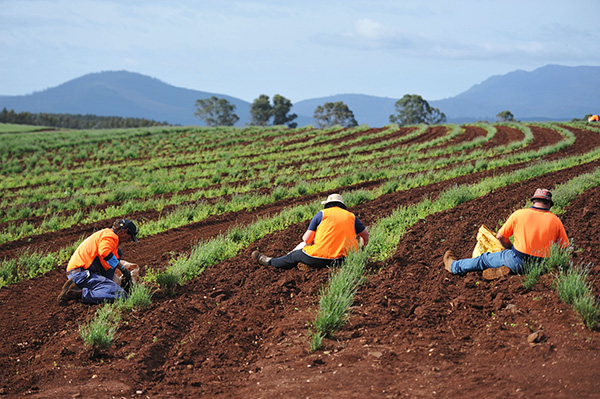 澳大利亚：外国投资者购置的住宅用地应在5年内开发