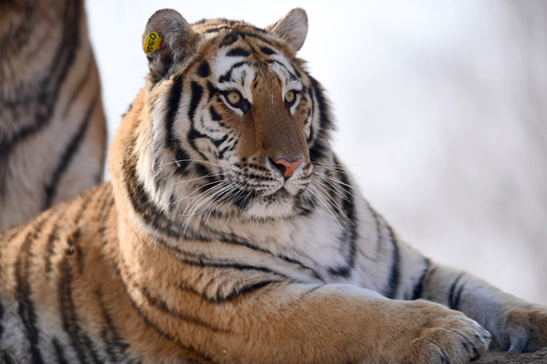 趣看｜春节还未到，老虎变肥猫：没错，这即将是过年后的你
