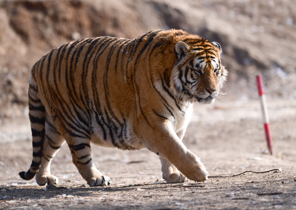 趣看｜春节还未到，老虎变肥猫：没错，这即将是过年后的你