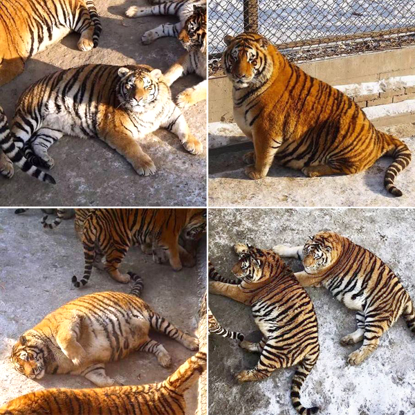 趣看｜春节还未到，老虎变肥猫：没错，这即将是过年后的你