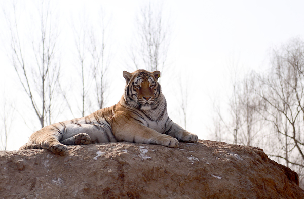 趣看｜春节还未到，老虎变肥猫：没错，这即将是过年后的你