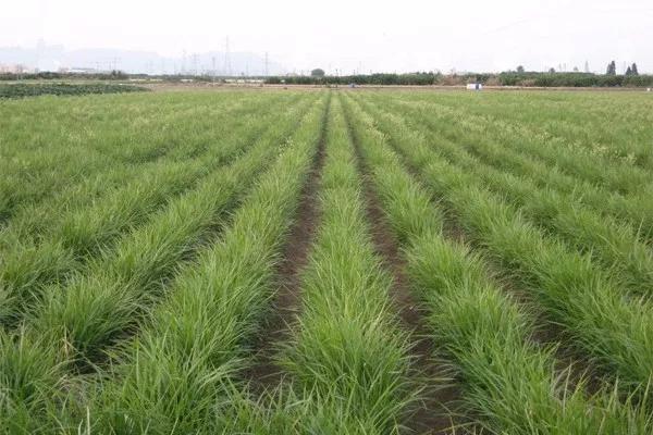中国农科院育成油料作物油莎豆首个高油高产新品种