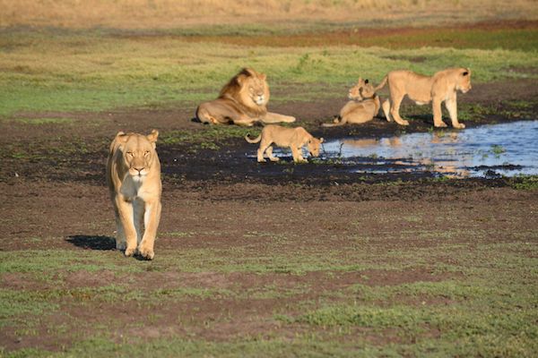 在赞比亚，有一片鲜为人知的草原是动物天堂