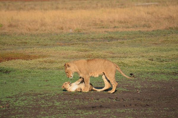 在赞比亚，有一片鲜为人知的草原是动物天堂