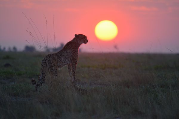 在赞比亚，有一片鲜为人知的草原是动物天堂