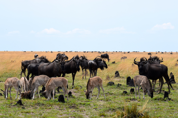在赞比亚，有一片鲜为人知的草原是动物天堂