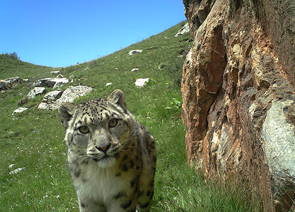 我在三江源，一天之内看见7只野生雪豹