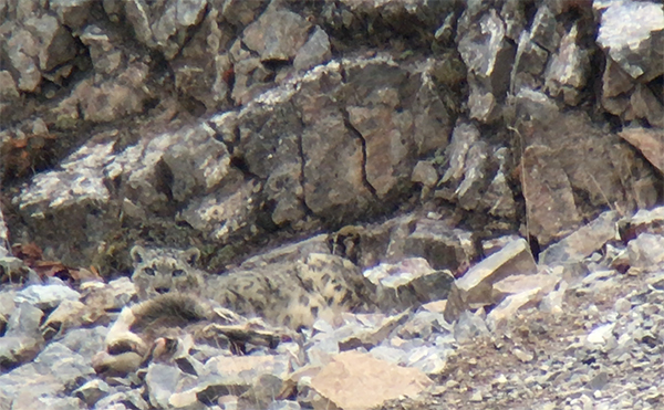 我在三江源，一天之内看见7只野生雪豹