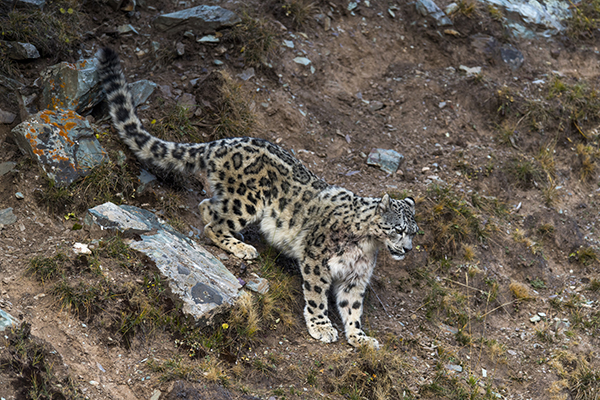 我在三江源，一天之内看见7只野生雪豹