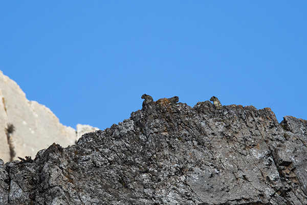 我在三江源，一天之内看见7只野生雪豹