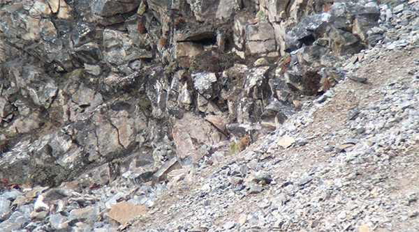 我在三江源，一天之内看见7只野生雪豹