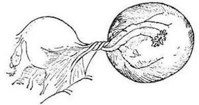 姑娘，你为什么不回家过年！妇产科医生过年值班有话说