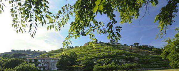 春日选一瓶芳香型葡萄酒，让自己和复杂芬芳融为一体
