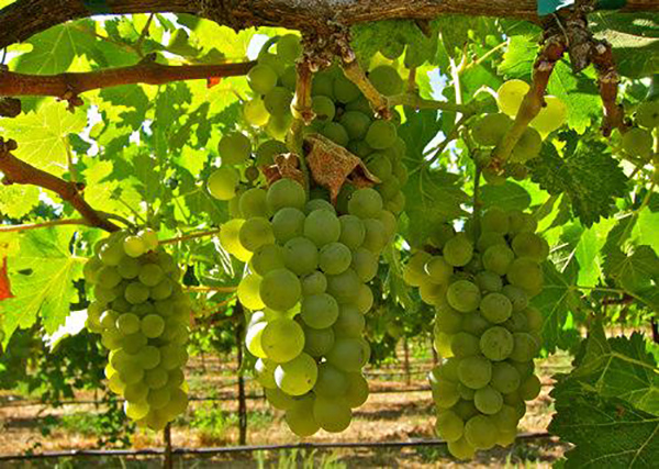 春日选一瓶芳香型葡萄酒，让自己和复杂芬芳融为一体