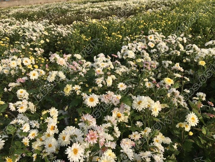 西禅寺村菊花基地.jpg