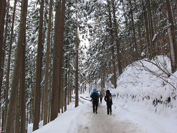 土豪去崇礼，穷人来长野：志贺高原滑雪记