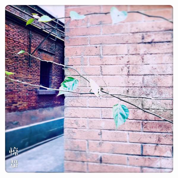 视频｜惊蛰：草莓奶油裸蛋糕，暖入黄簧舌渐调