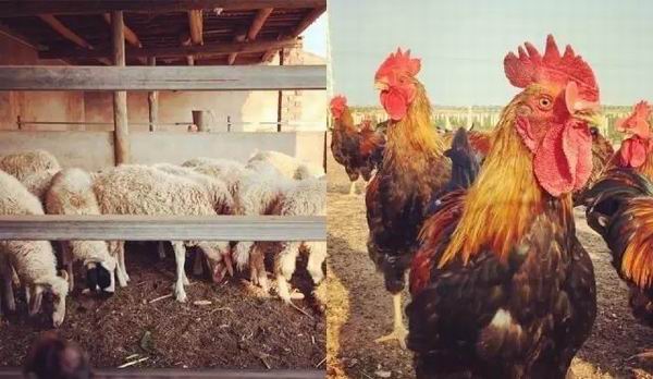 她们的酿酒故事