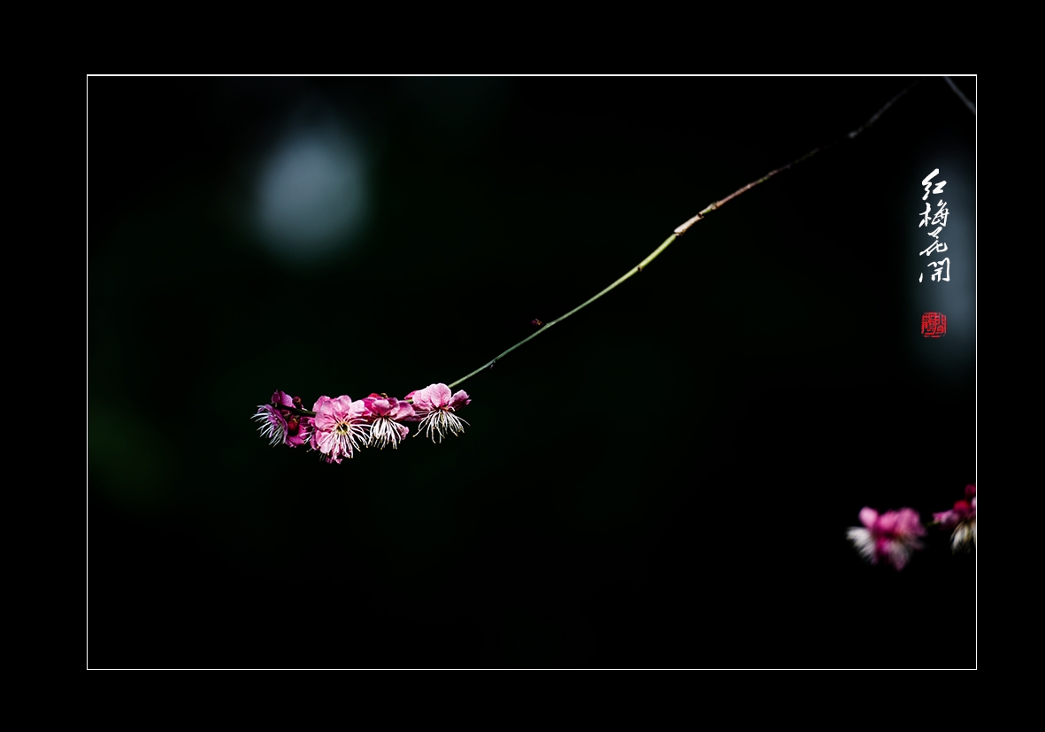 红梅9.jpg