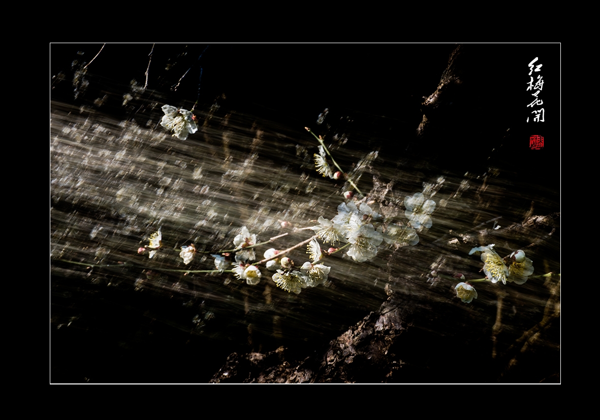 红梅13.jpg