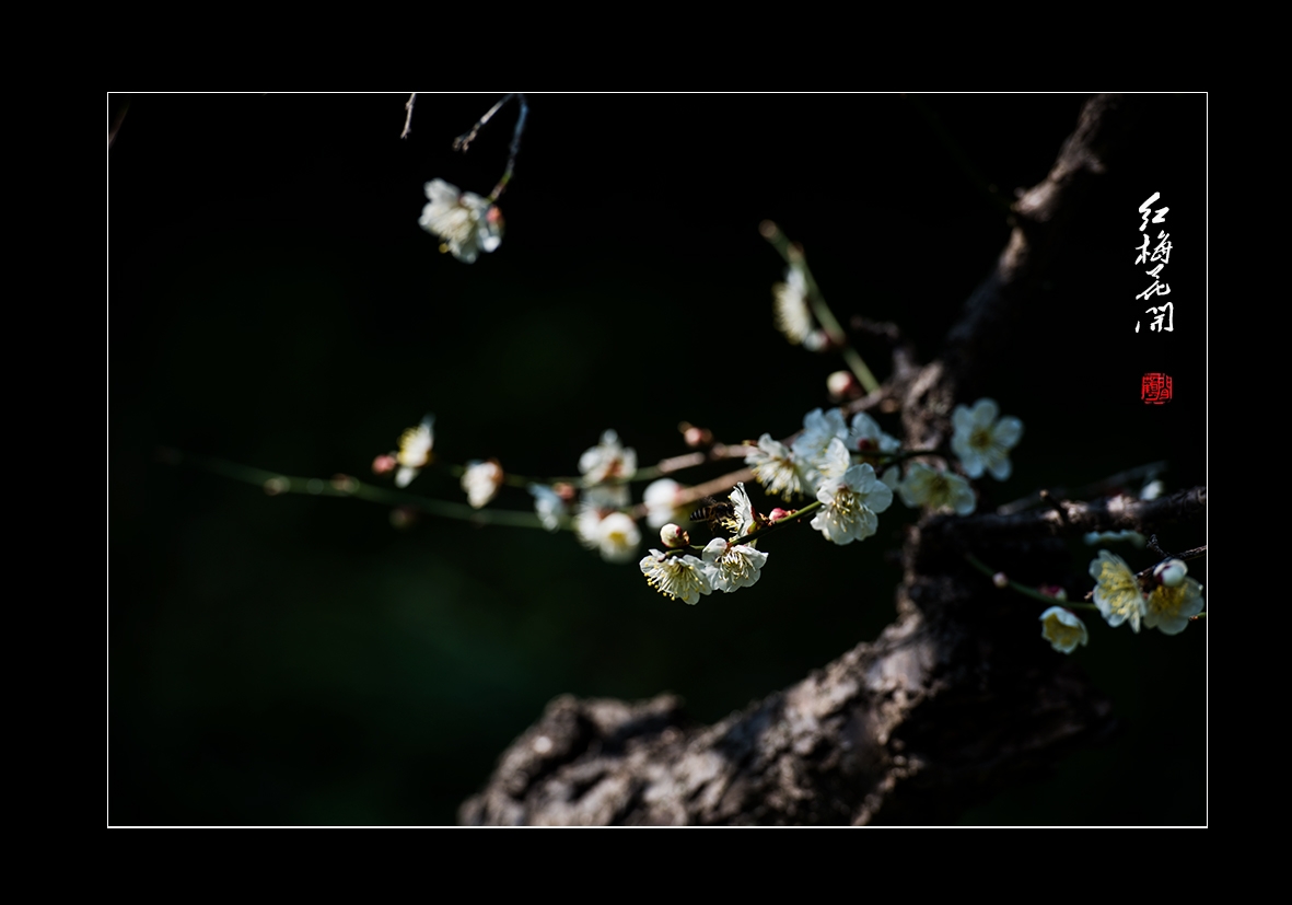 红梅14.jpg