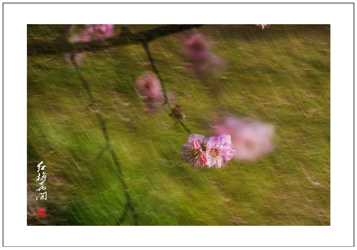 红梅17.jpg