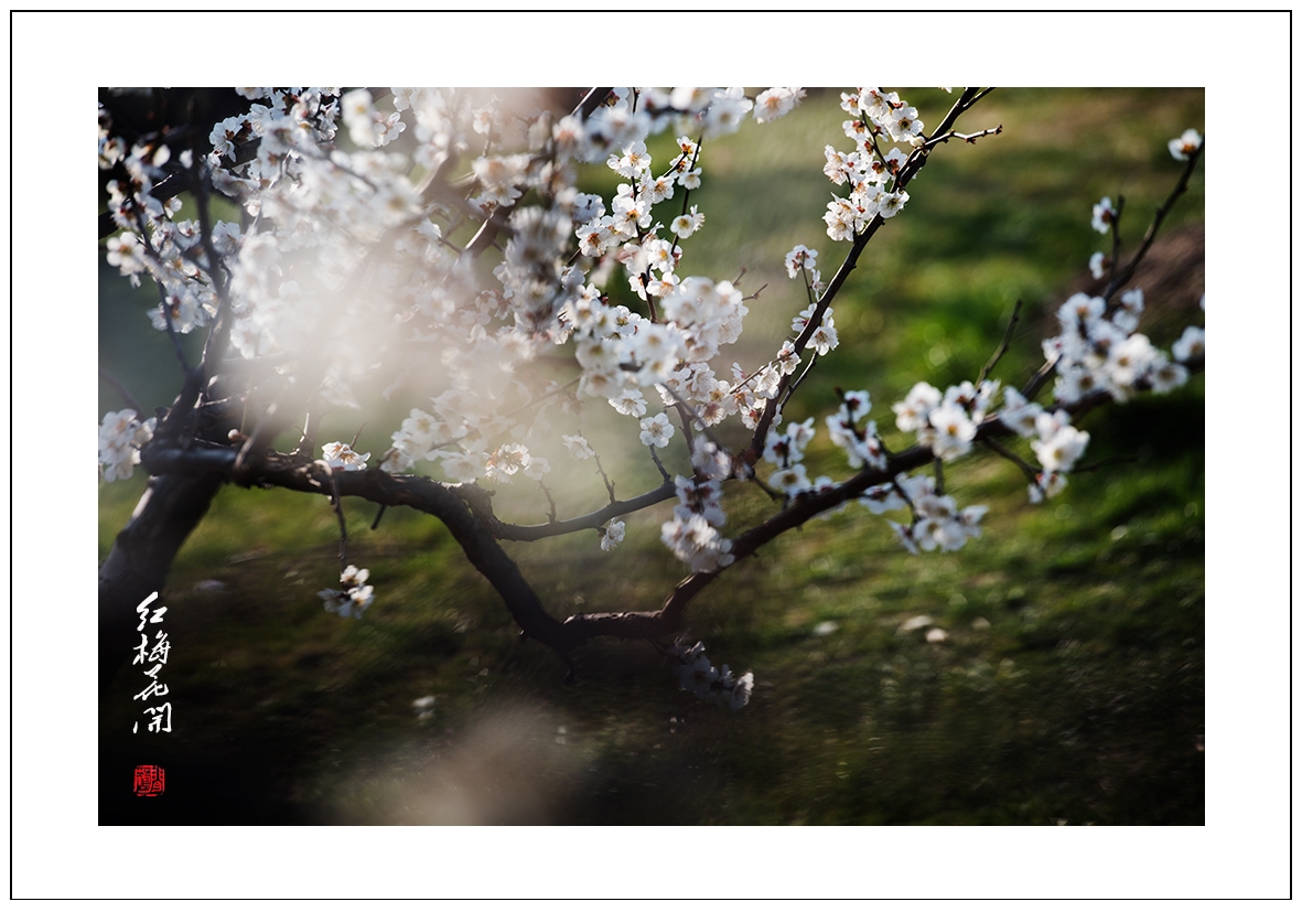 红梅28.jpg