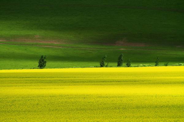 又到了赏花季节，这些地方的油菜花有看头