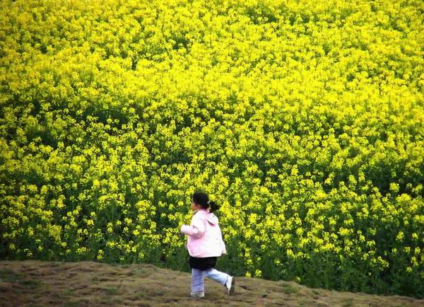 又到了赏花季节，这些地方的油菜花有看头