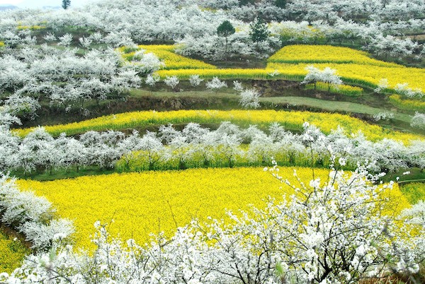 又到了赏花季节，这些地方的油菜花有看头