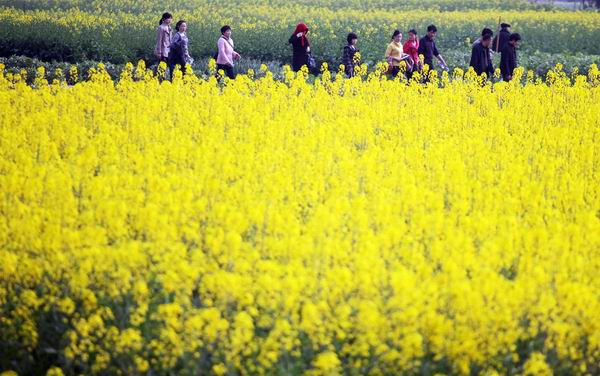 又到了赏花季节，这些地方的油菜花有看头