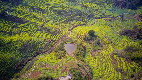 又到了赏花季节，这些地方的油菜花有看头