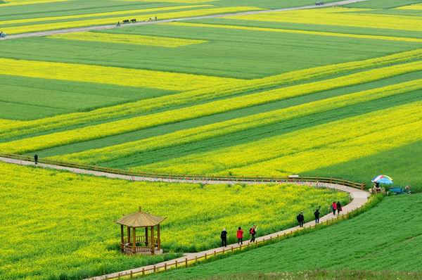 又到了赏花季节，这些地方的油菜花有看头