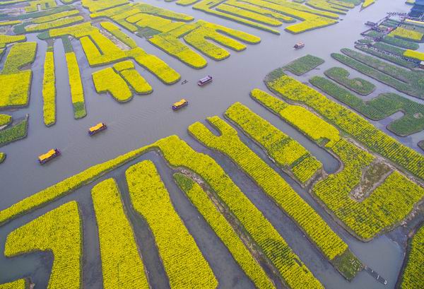 又到了赏花季节，这些地方的油菜花有看头