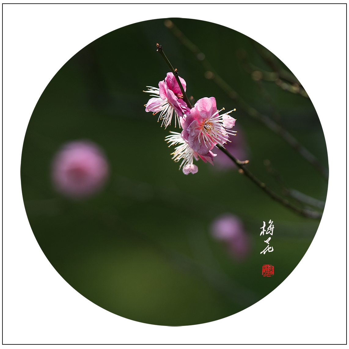 梅花3.jpg