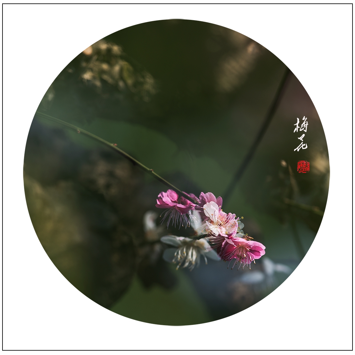 梅花5.jpg