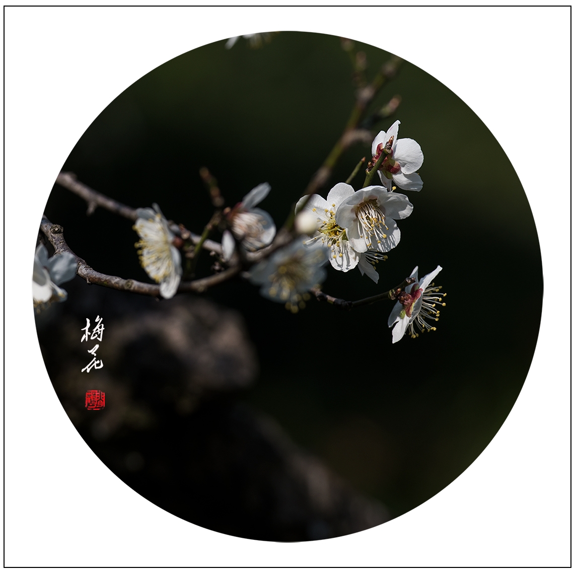 梅花10.jpg